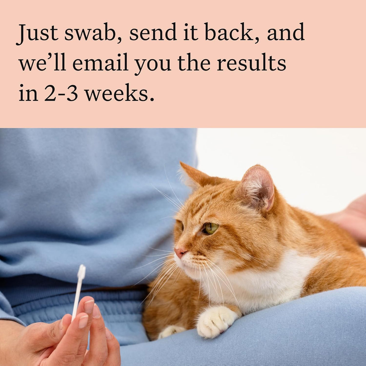 Wisdom Panel Complete: Comprehensive Cat DNA Test kit
